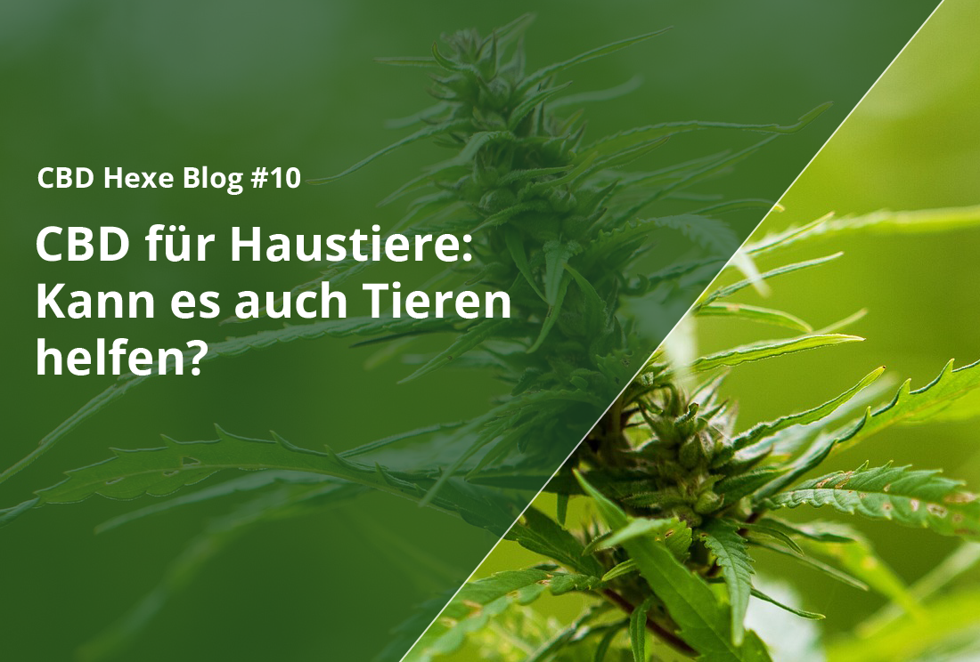 CBD für Haustiere: Kann es auch Tieren helfen? - CBD Hexe Onlinehandel