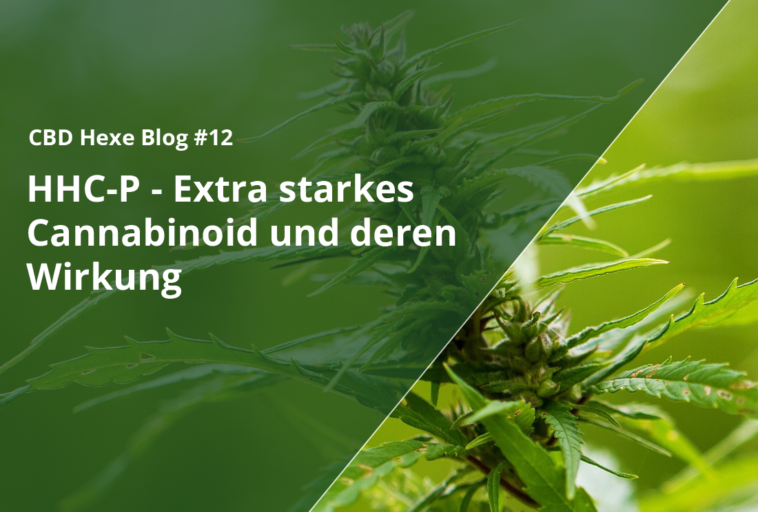 HHC-P - Extra starkes Cannabinoid und deren Wirkung - CBD Hexe Onlinehandel