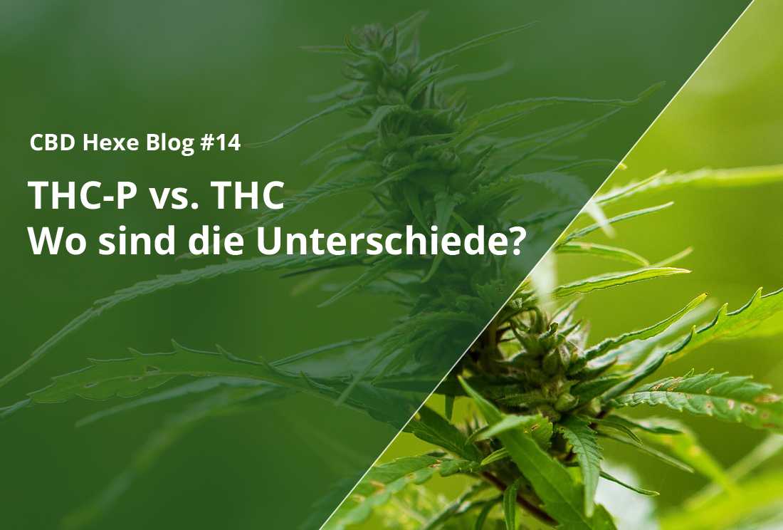 THC-P vs. THC - Wo sind die Unterschiede? - CBD Hexe Onlinehandel