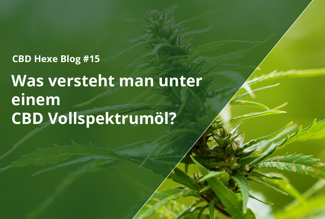 Was versteht man unter einem CBD Vollspektrumöl? - CBD Hexe Onlinehandel
