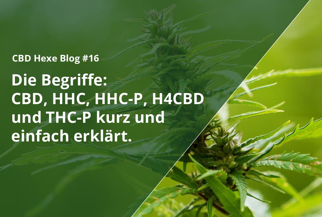 Die Begriffe: CBD, HHC, HHC-P, H4CBD und THC-P kurz und einfach erklärt. - CBD Hexe Onlinehandel