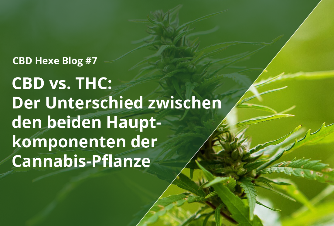 CBD vs THC