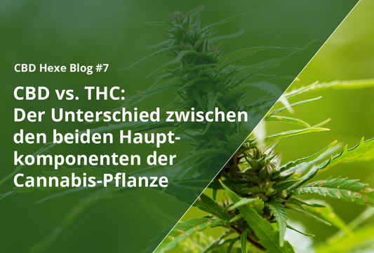 CBD vs THC