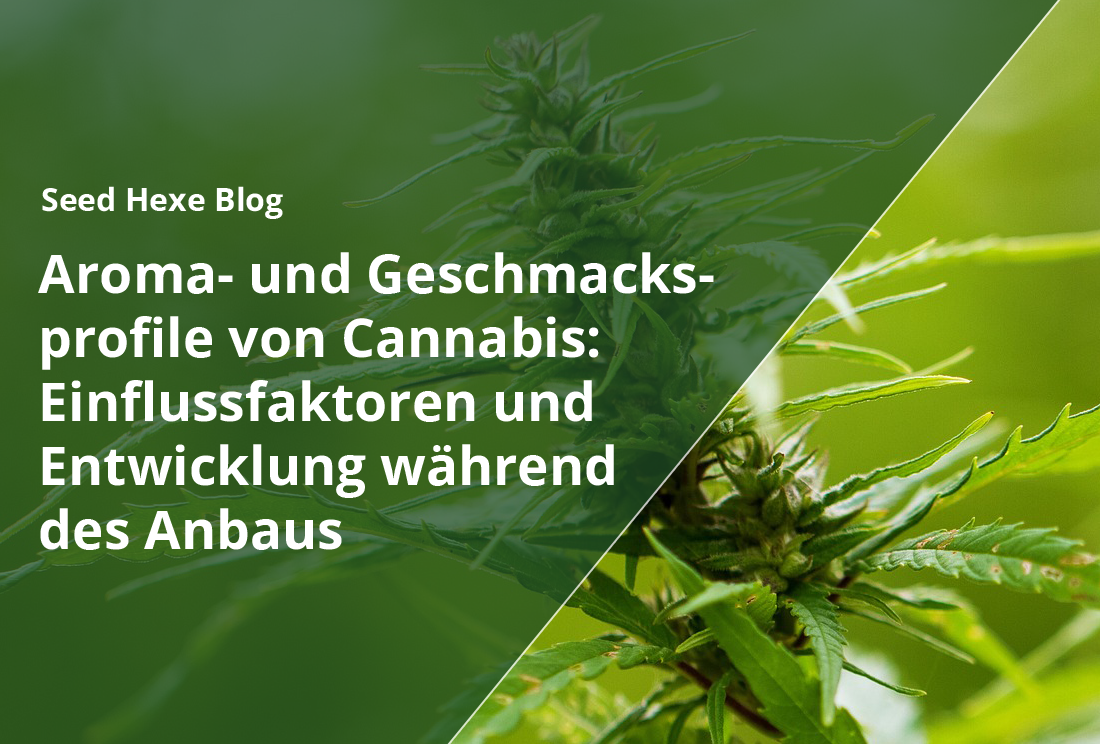 Aroma- und Geschmacksprofile von Cannabis: Einflussfaktoren und Entwicklung während des Anbaus - CBD Hexe Onlinehandel