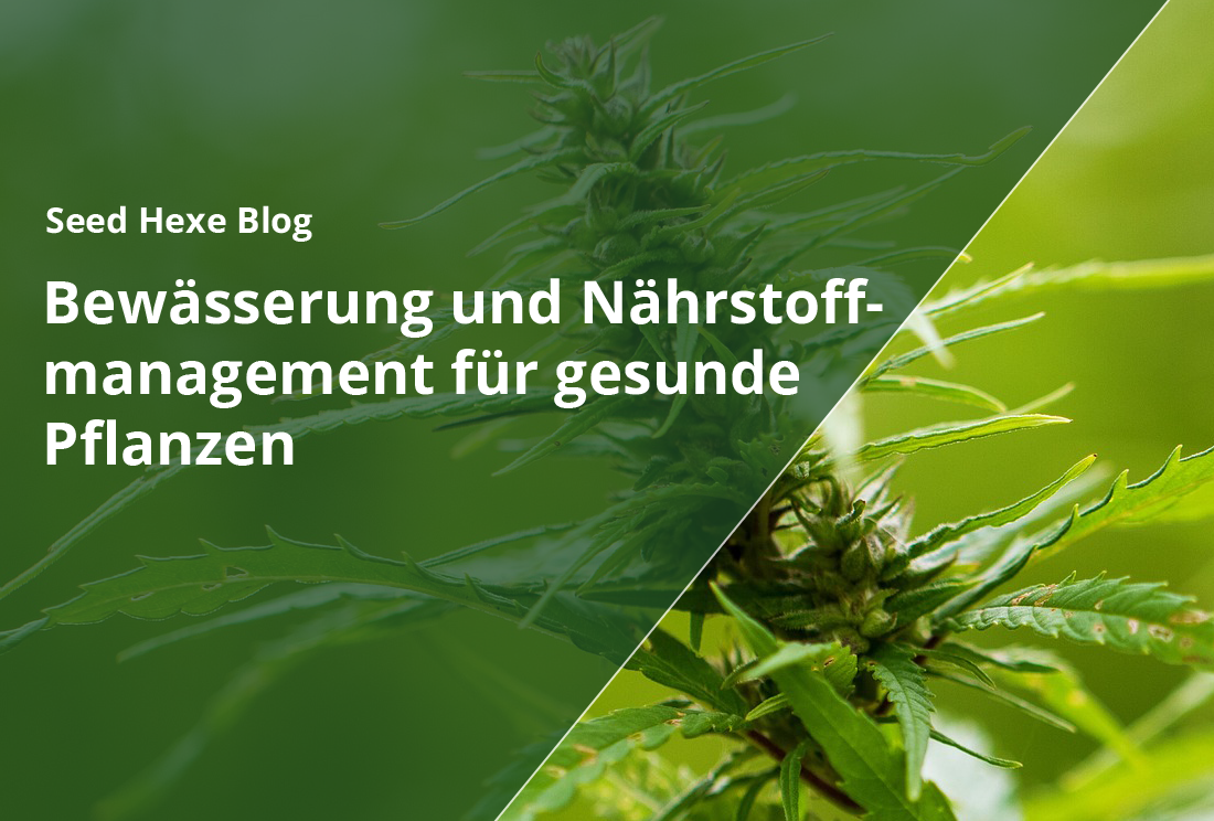 Bewässerung und Nährstoffmanagement für gesunde Pflanzen - CBD Hexe Onlinehandel