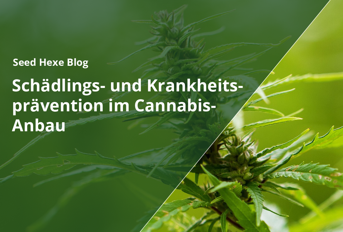 Schädlings- und Krankheitsprävention im Cannabis-Anbau - CBD Hexe Onlinehandel