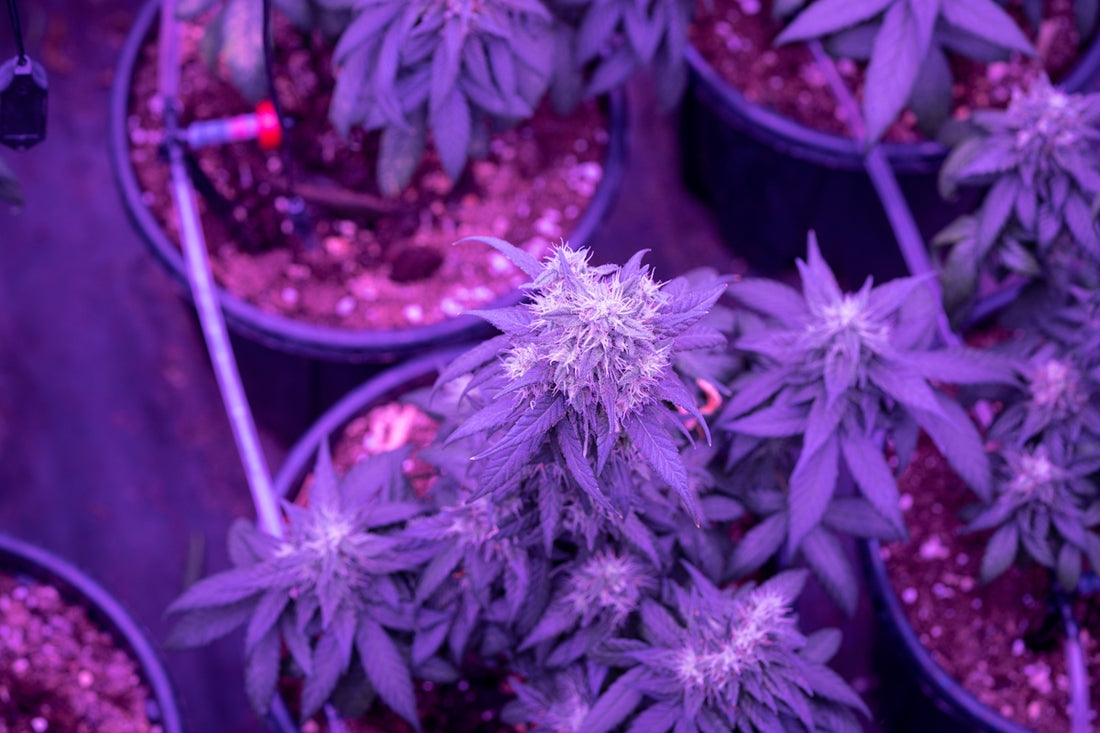 purple flowers in blue plastic pot