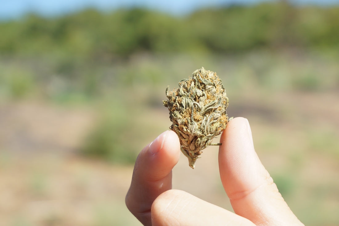 person holding brown and green plant