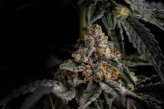 a close up of a plant with frost on it