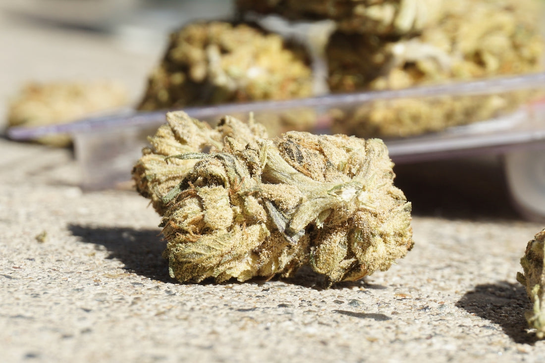a close up of a bunch of weed on the ground