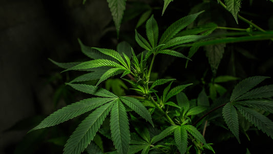 a close up of a plant with green leaves
