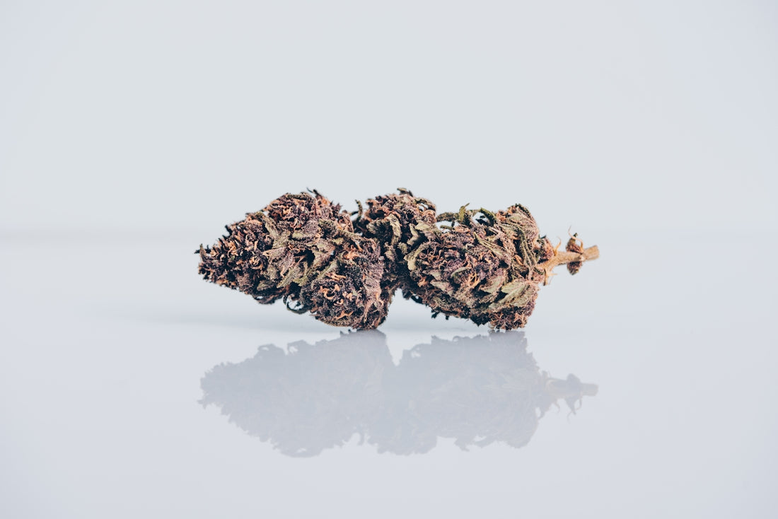 A close-up of marijuana buds.