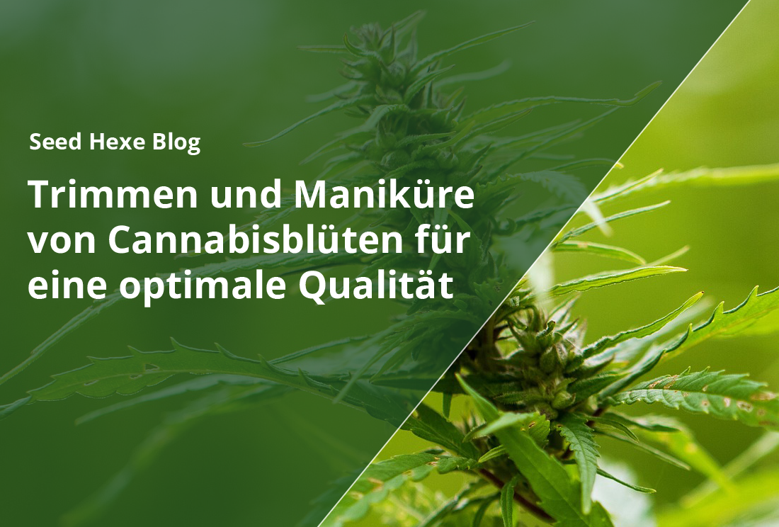Trimmen und Maniküre von Cannabisblüten für eine optimale Qualität - CBD Hexe Onlinehandel
