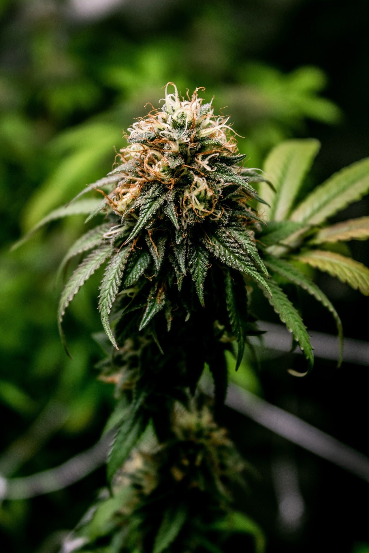 H4CBD Blüten kaufen | CBD Hexe Onlinehandel