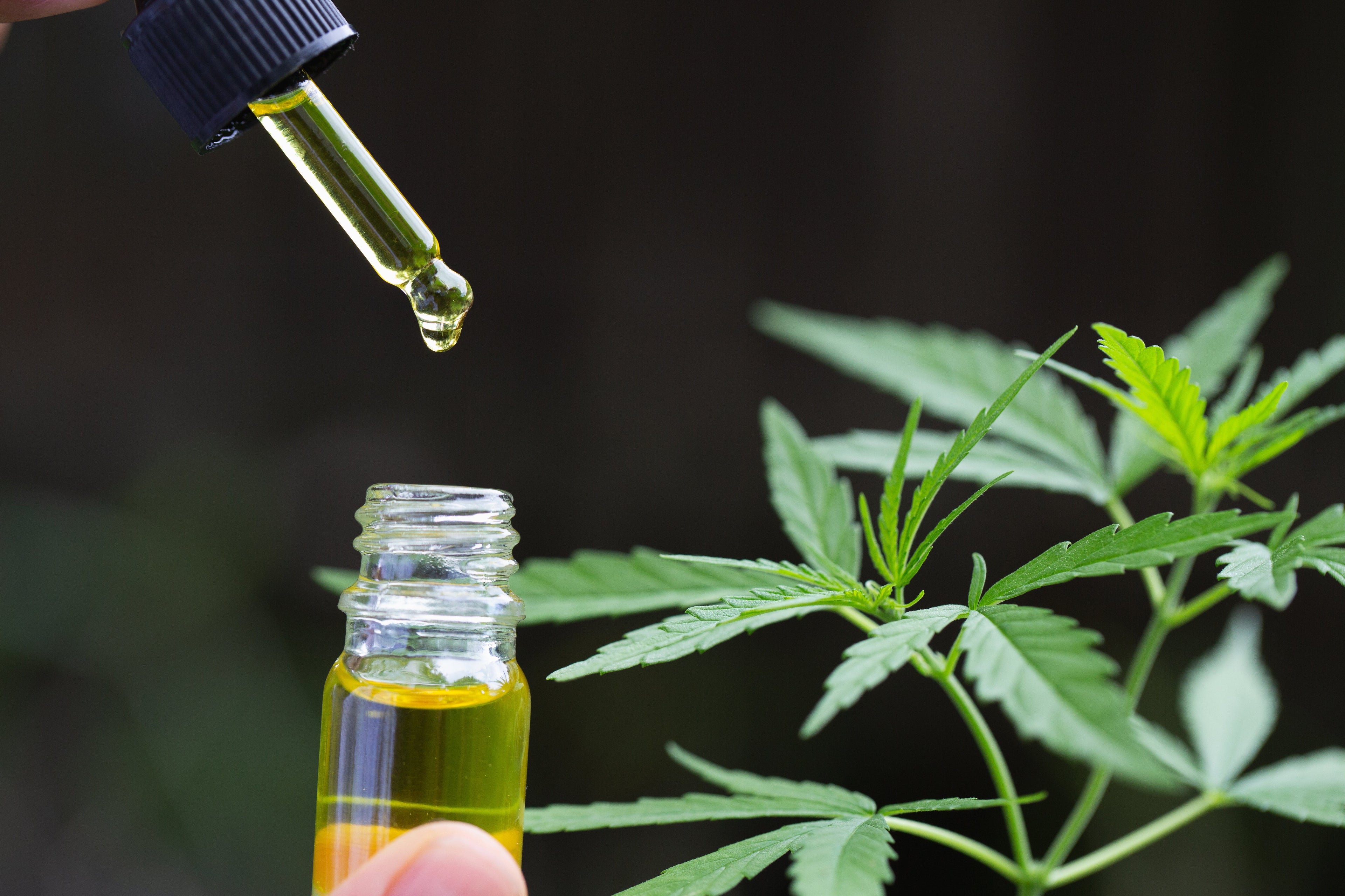 CBD Hexe | CBD Öl / Tropfen | Premium & BIO bis 24% online kaufen