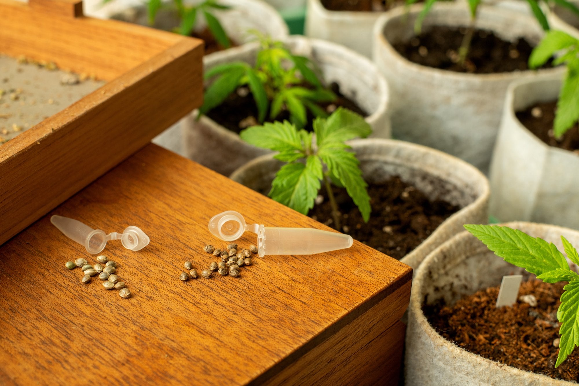 Cannabis Samen/Seeds
