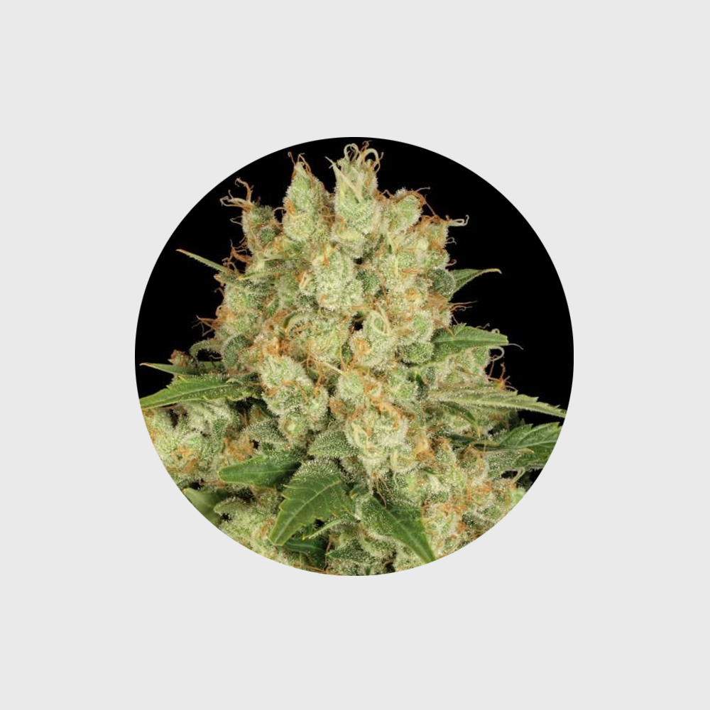 Cannabis Samen "AK47" - Autoflower - 3 Stck.