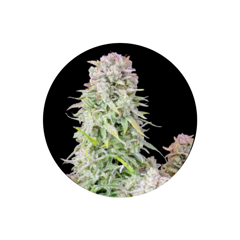 Cannabis/Hemp seeds "Afghan Kush" - Autoflower - 3 pcs.