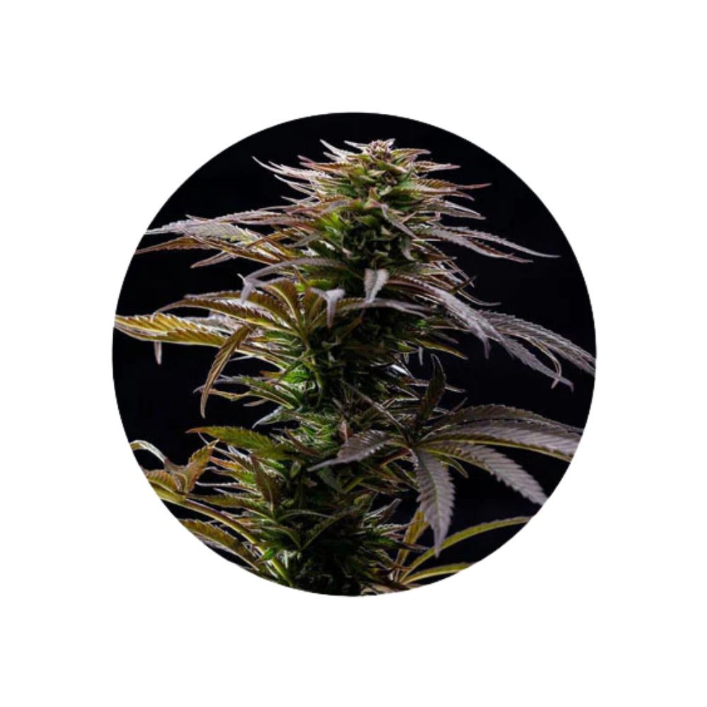 Cannabis seeds "Alaskan Thuderfuck" - Feminized - 3 pcs.