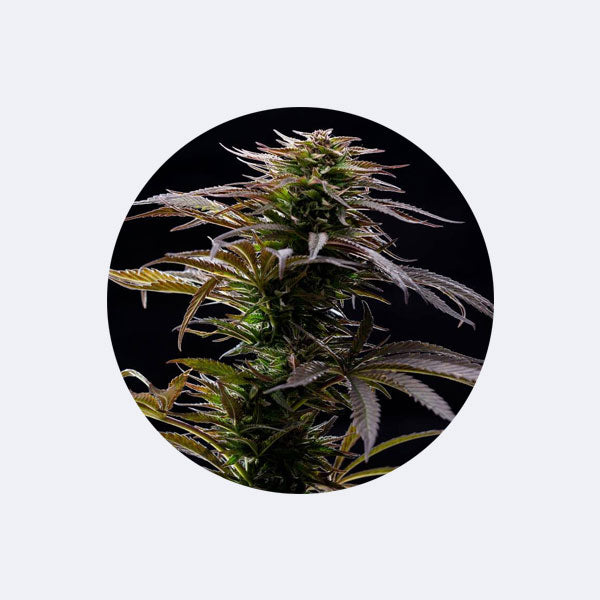 Cannabissamen "Alaskan Thuderfuck" - Feminized - 3 Stck.