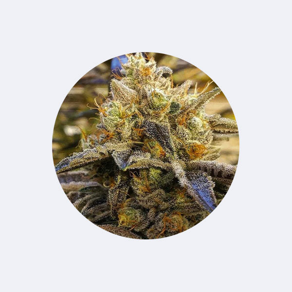 Cali Genetics "Alien OG" - Feminized - 3 Stck.