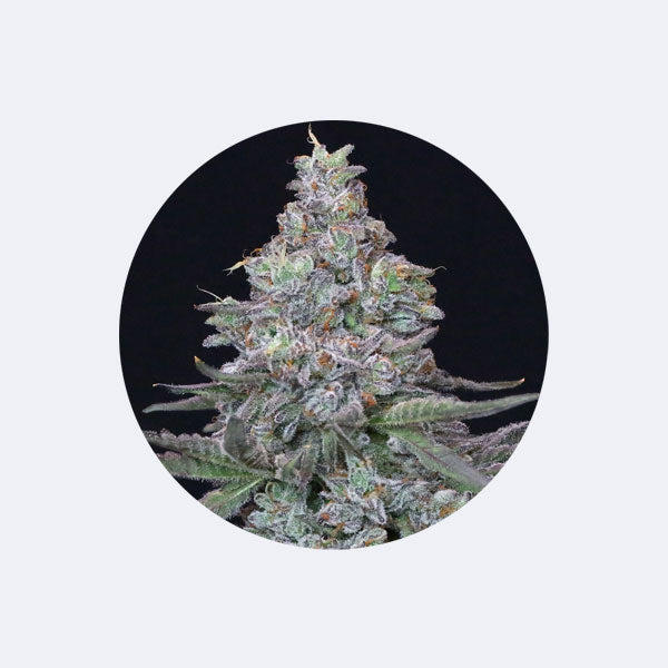 Cali Genetics "Animal Mints" - Feminized - 3 Stck.