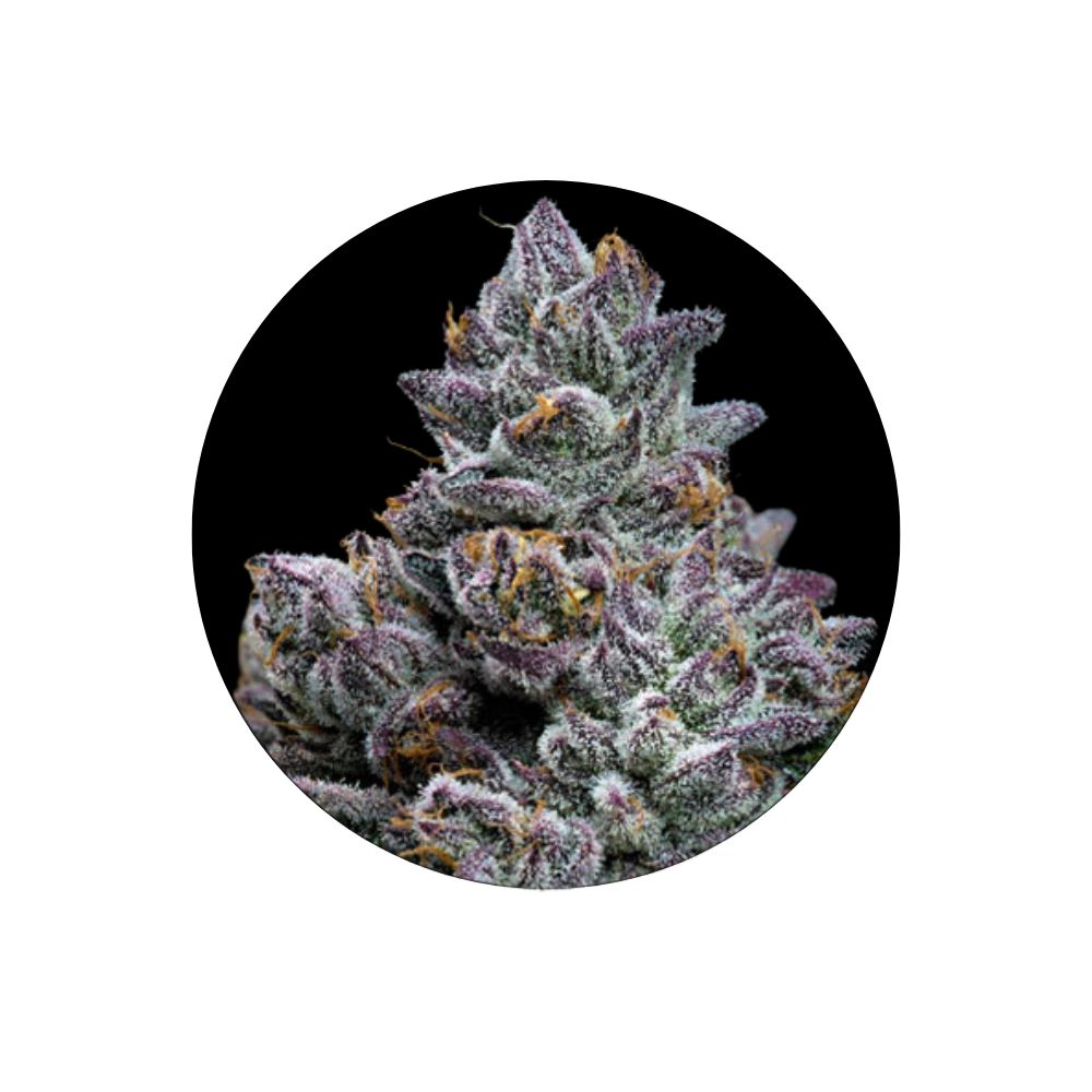 Cali Genetics "Apple Fritter" - Feminized - 3 pcs.