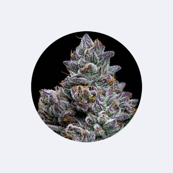 Cali Genetics "Apple Fritter" - Feminized - 3 Stck.