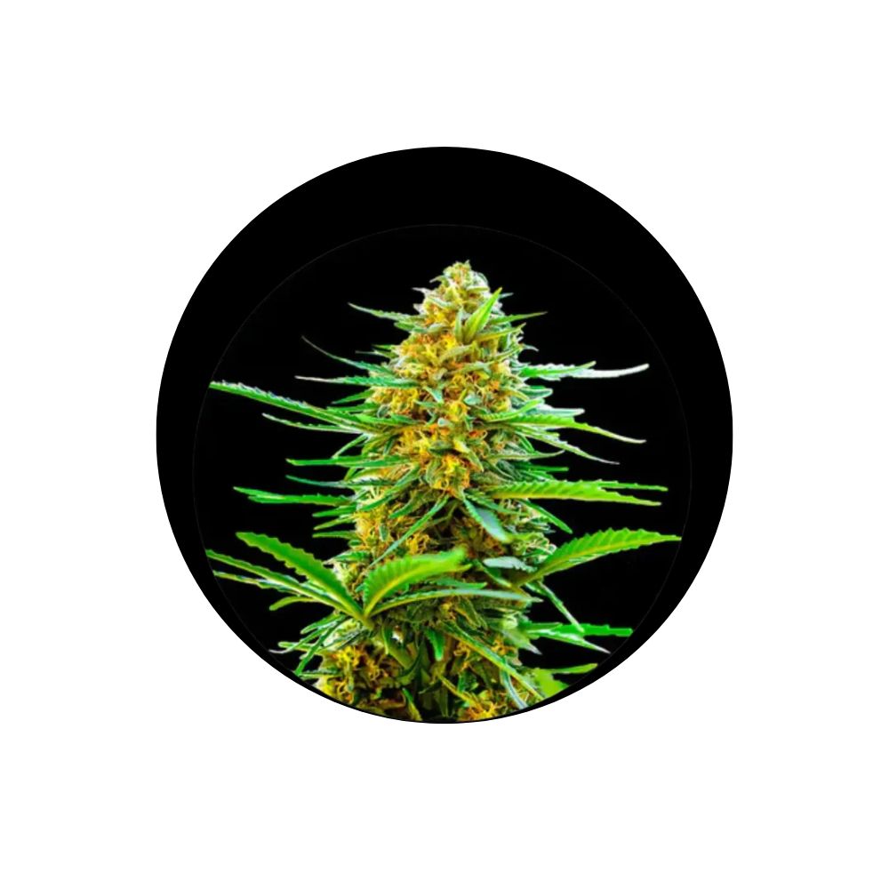 Cali Genetics "Banana Punch" - Autoflower - 3 pcs.