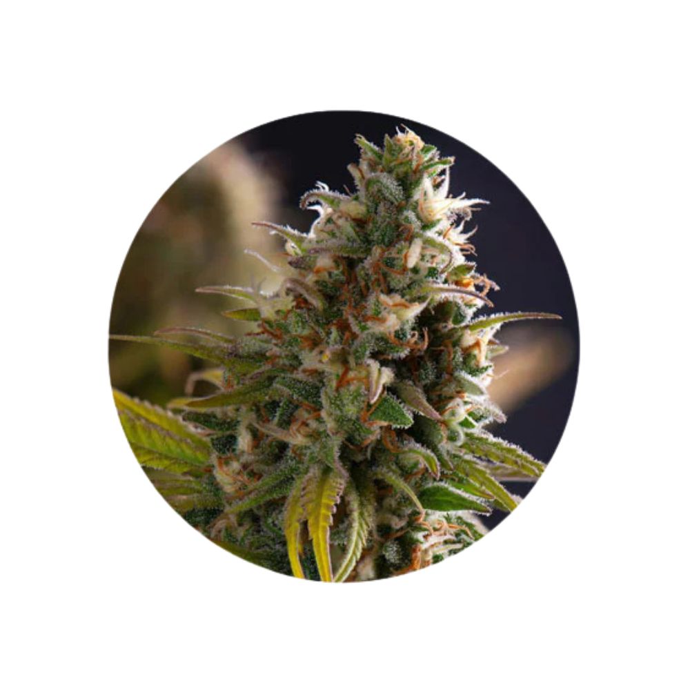Cannabis seeds "Big Bud" - Feminized - 3 pcs. (Monster Strain)