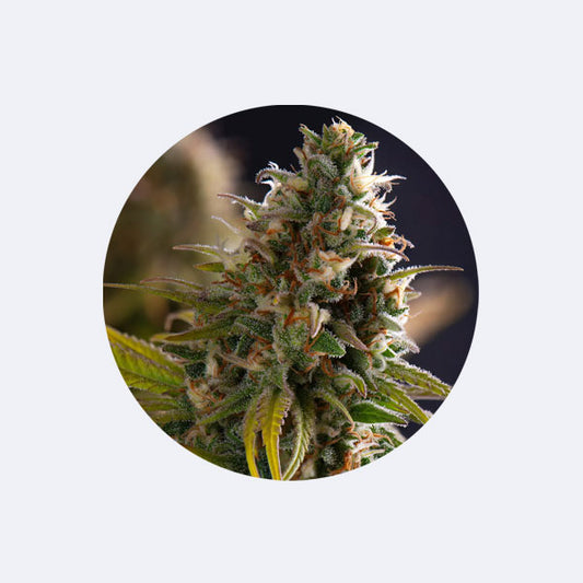 Cannabissamen "Big Bud" - Feminized - 3 Stck. (Monster Strain)