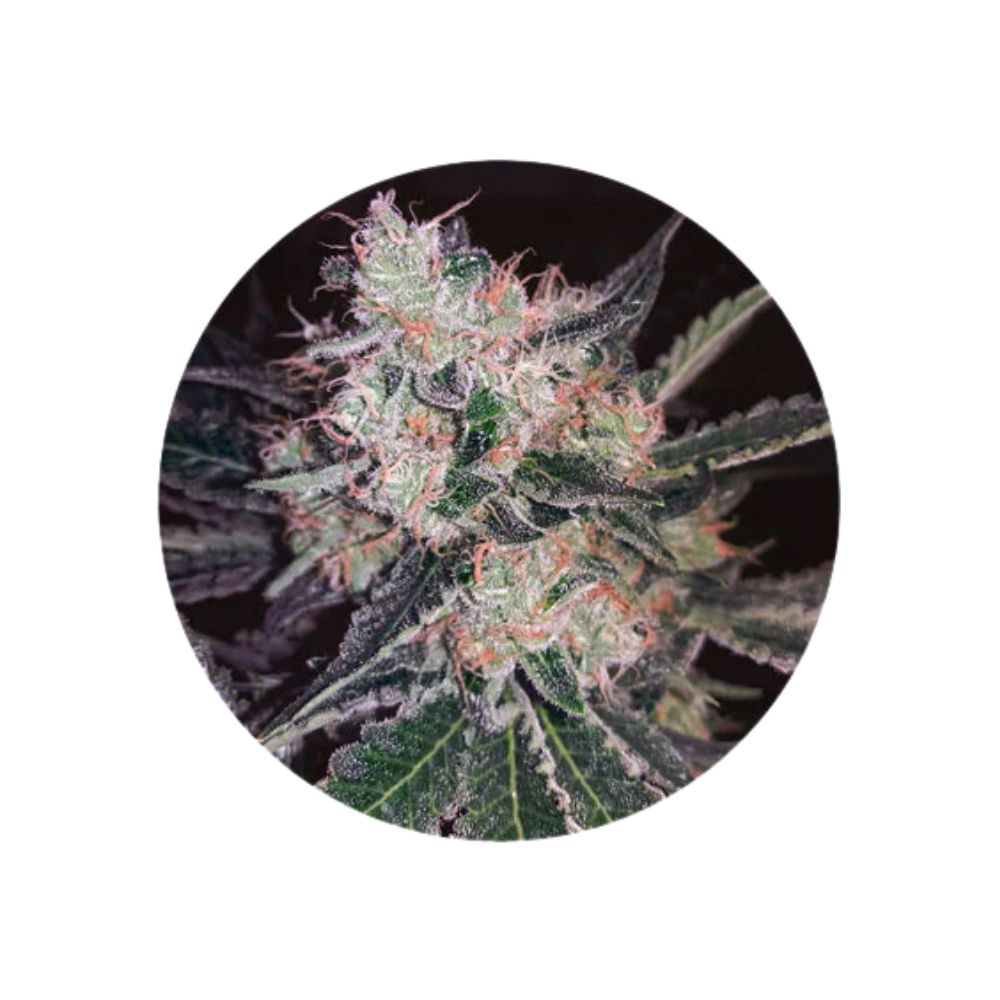 Cannabis seeds "Black Widow" - Feminized - 3 pcs.