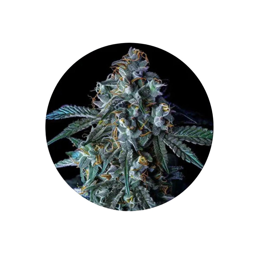 Cali Genetics "Blue Zushi" - Feminized - 3 Stck.