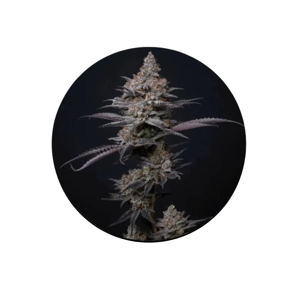 Cali Genetics "Blueberry Bubba" - Fast Flowering - 3 pcs.