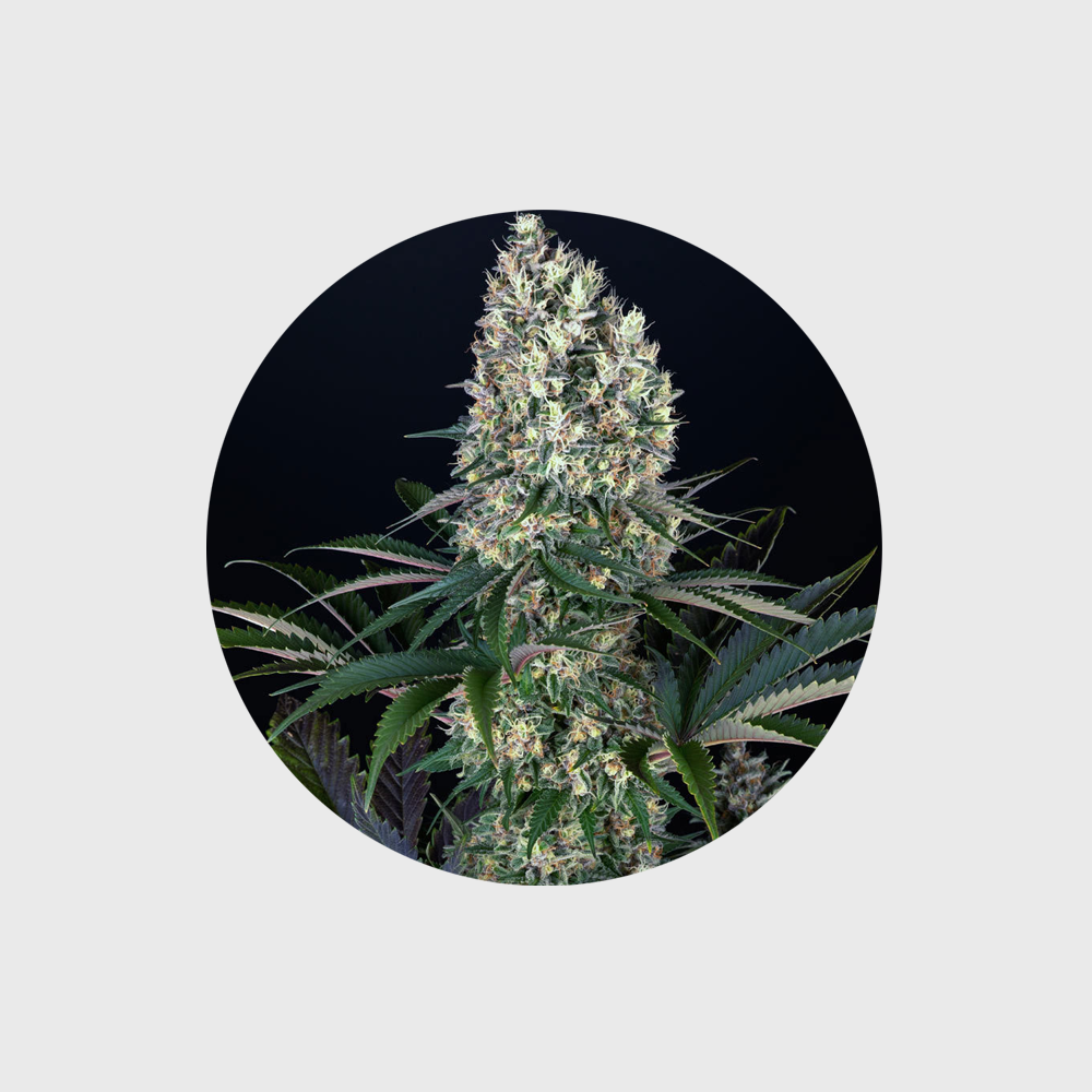 Cannabis Samen "Blueberry" - Feminized - 3 Stck.