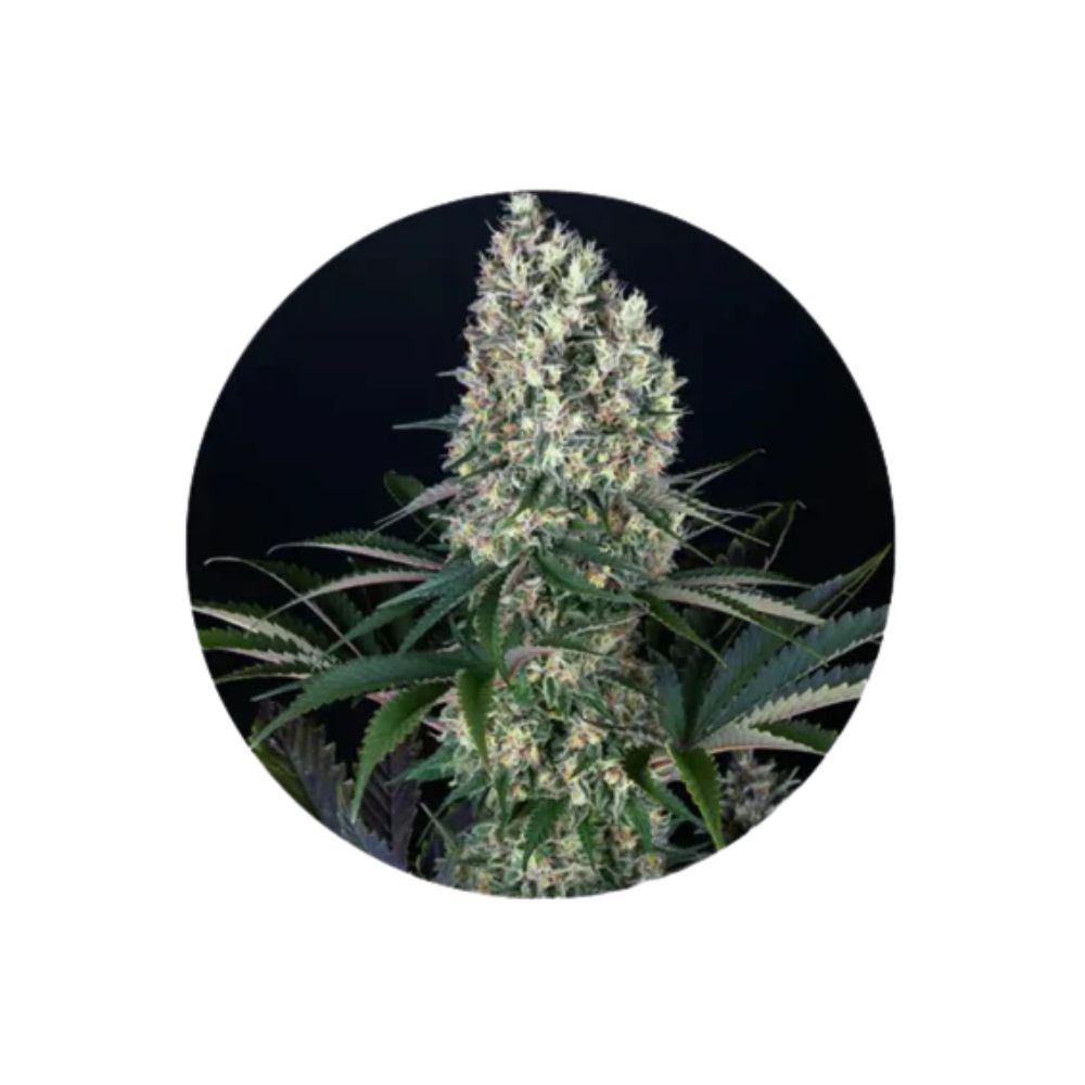 Cannabis seeds "Blueberry" - Feminized - 3 pcs.