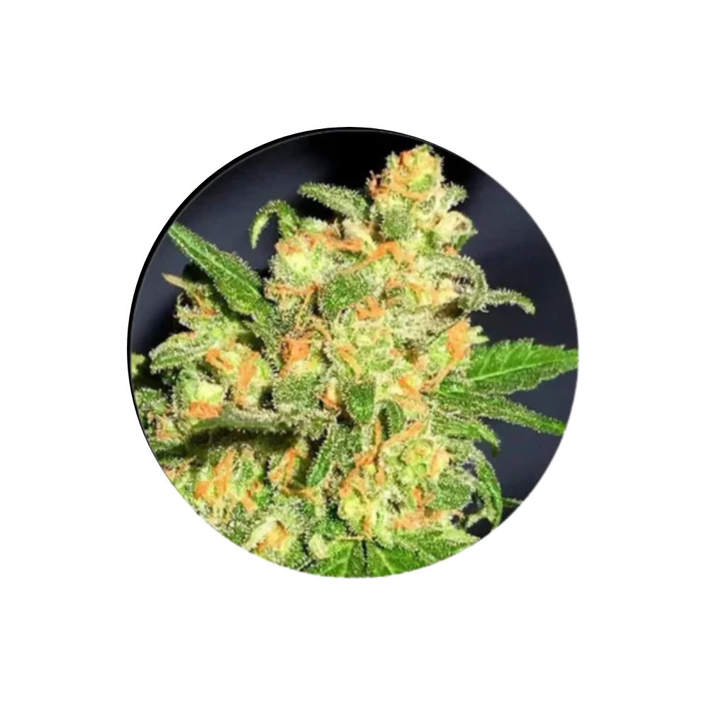 Cannabis seeds "Bruce Banner" - Feminized - 3 pcs. (Monster Strain)
