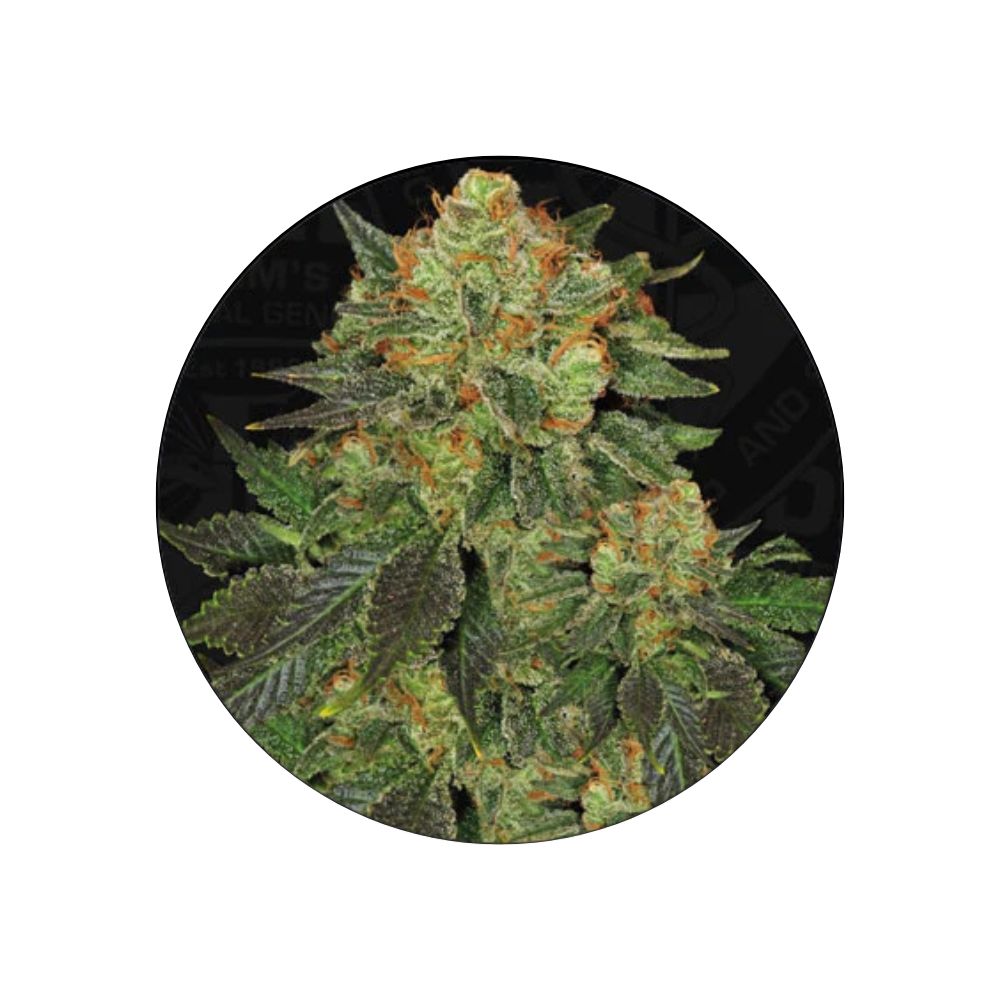 Cannabis seeds "Bubblegum" - Feminized - 3 pcs.