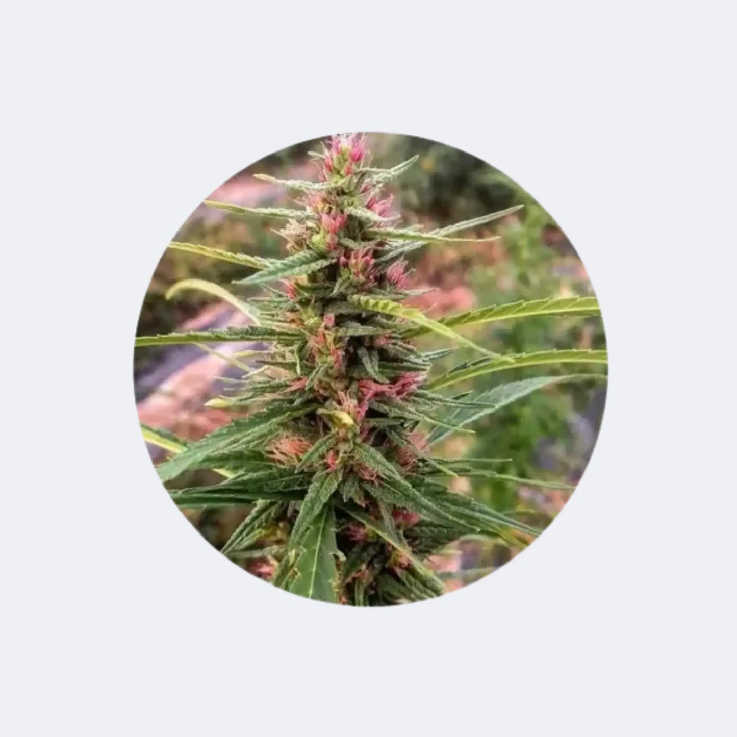 CBD Samen "Eletta Campana" - feminized - 3 Stck.