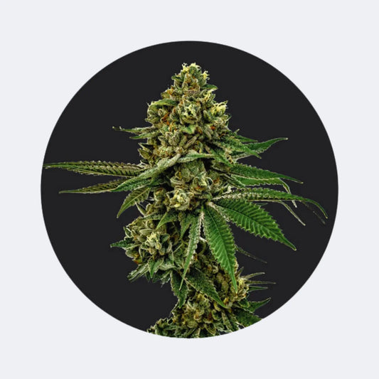 Cali Genetics "Forbidden Runtz" - Fast Flowering - 3 Stck.