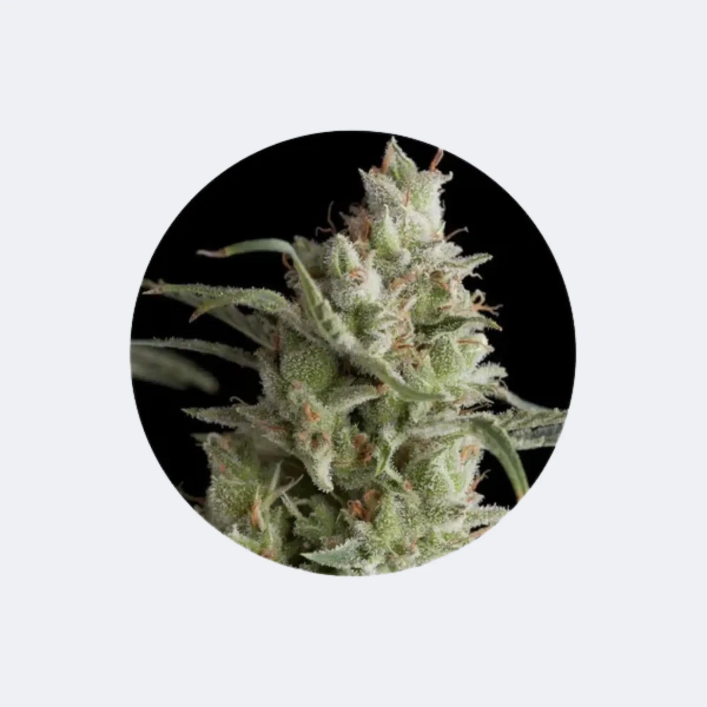 Cali Genetics "OG Kush" - Feminized - 3 Stck.