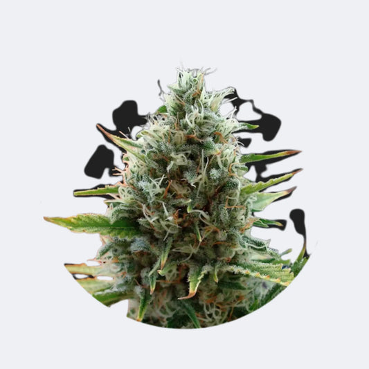 Cali Genetics "Papaya" - Fast Flowering - 3 Stck.