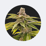Cali Genetics