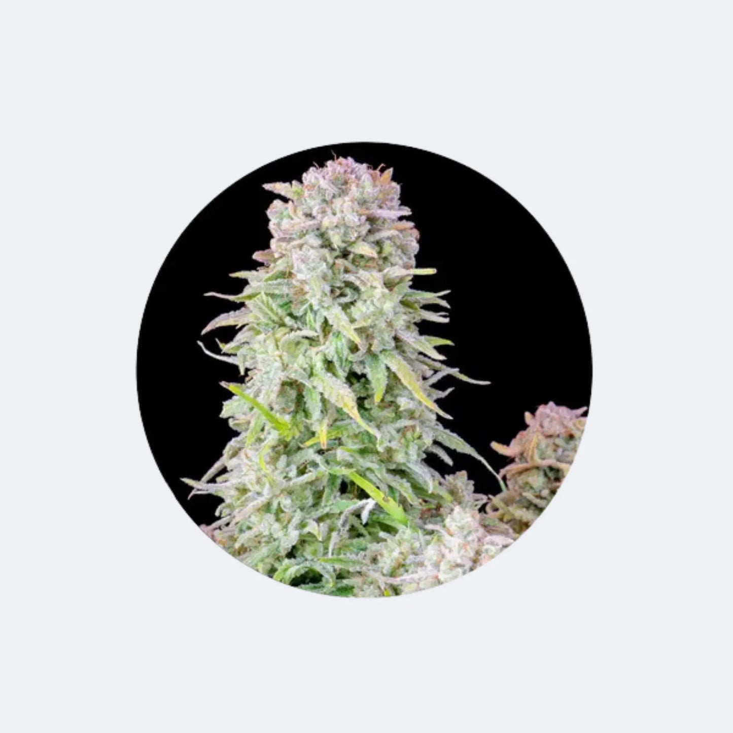 Cannabis/Hanfsamen "Afghan Kush" - Autoflower - 3 Stck.