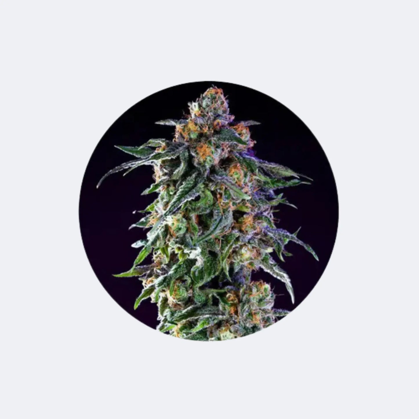 Cannabis/Hanfsamen "Granddaddy Purple" - Feminized - 3 Stck.