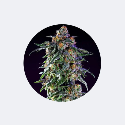 Cannabis/Hanfsamen "Granddaddy Purple" - Feminized - 3 Stck.
