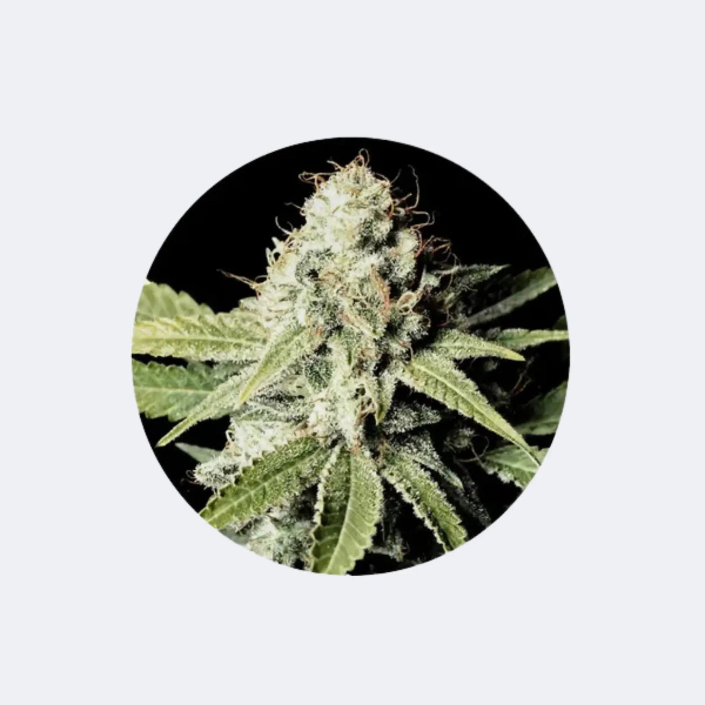 Cannabis/Hanfsamen "Great White Shark" - Feminized - 3 Stck.