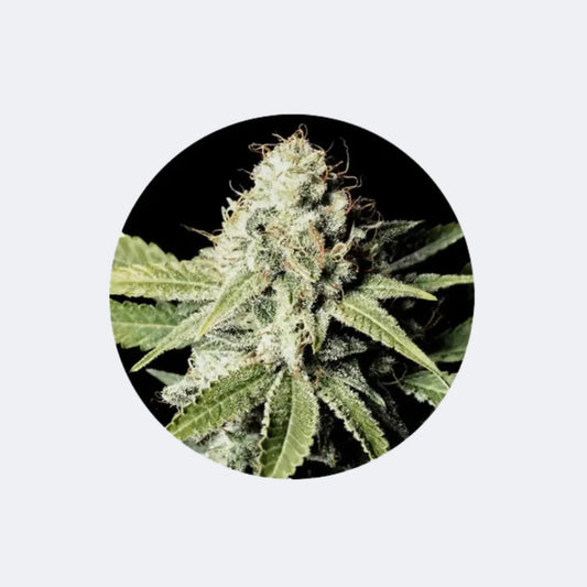 Cannabis/Hanfsamen "Great White Shark" - Feminized - 3 Stck.