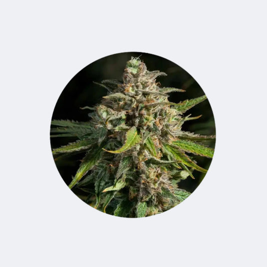Cannabis/Hanfsamen "Lavender" - Feminized - 3 Stck.