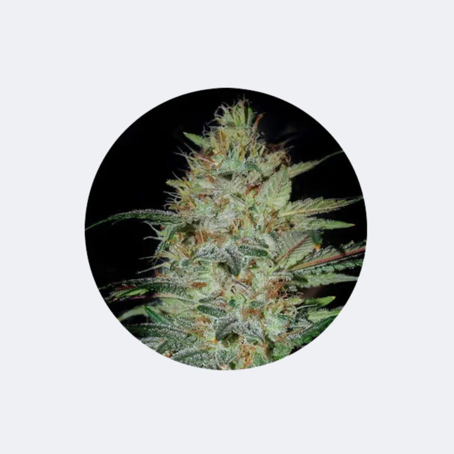 Cannabis/Hanfsamen "Sensi Star" - Feminized - 3 Stck.